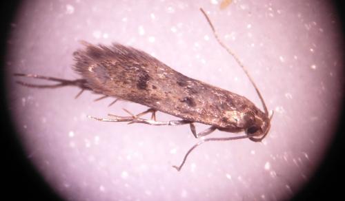 Borkhausenia fuscescens